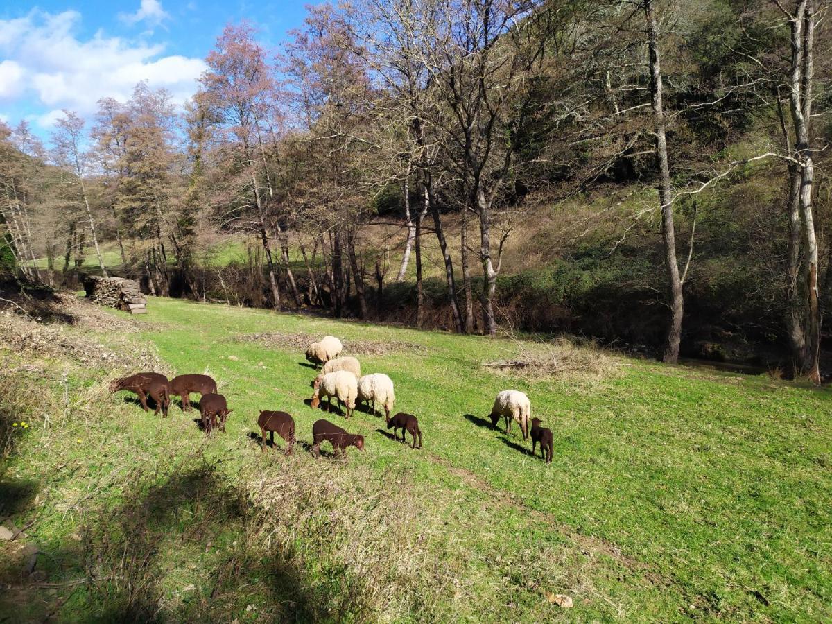 Chambre Cevennes: Piscine, Lamas, Riviere Cros  Exterior foto